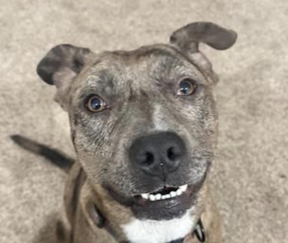 Sierra, adopted, Adult Female Pit Bull Terrier & Catahoula Leopard Dog.