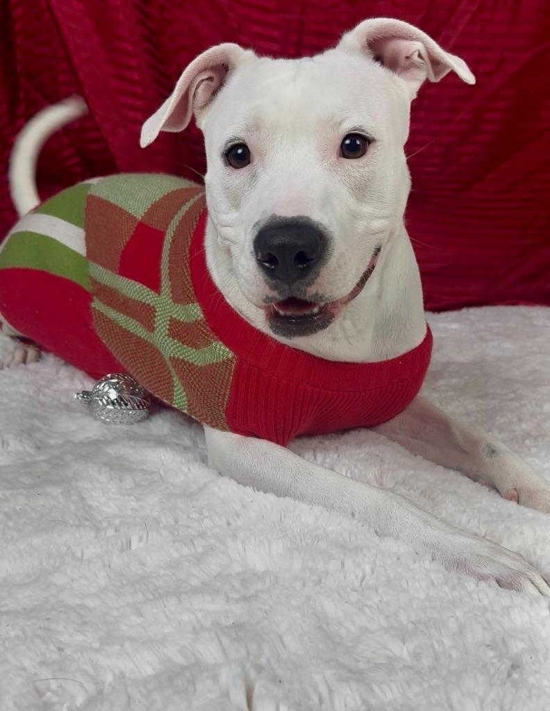 Ketel, Adoptable, Adult Female Pit Bull Terrier & American Staffordshire Terrier.