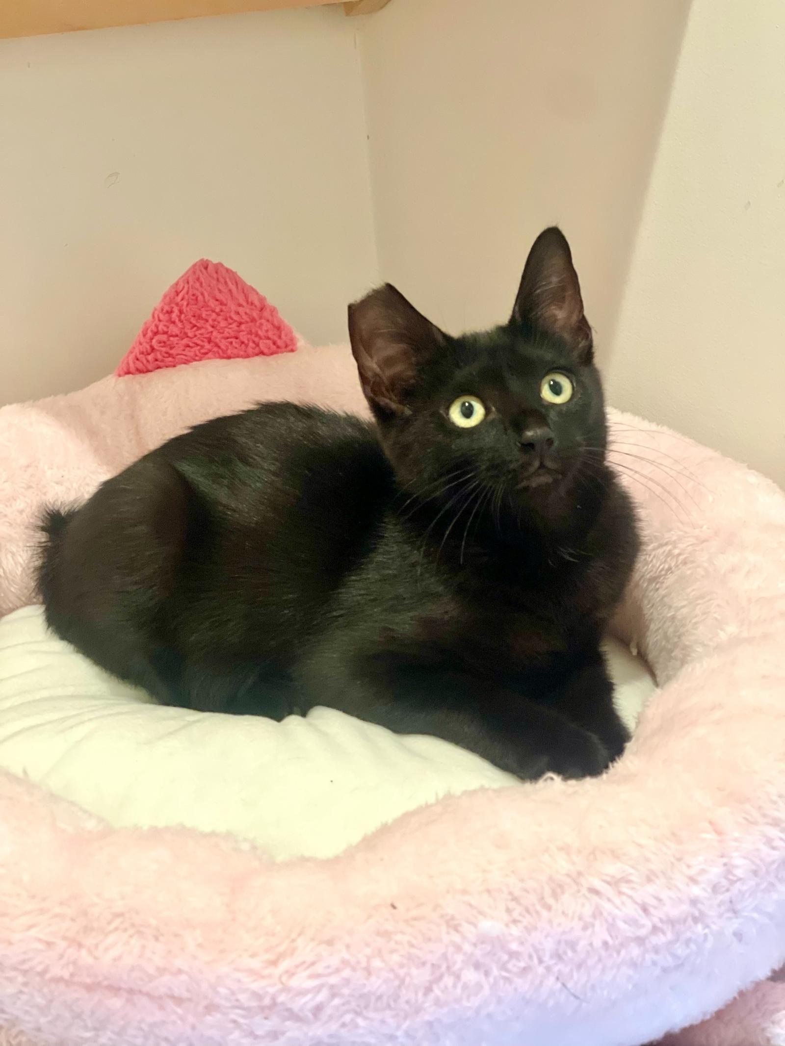 Zara, Adopted, Kitten Female Domestic Short Hair.