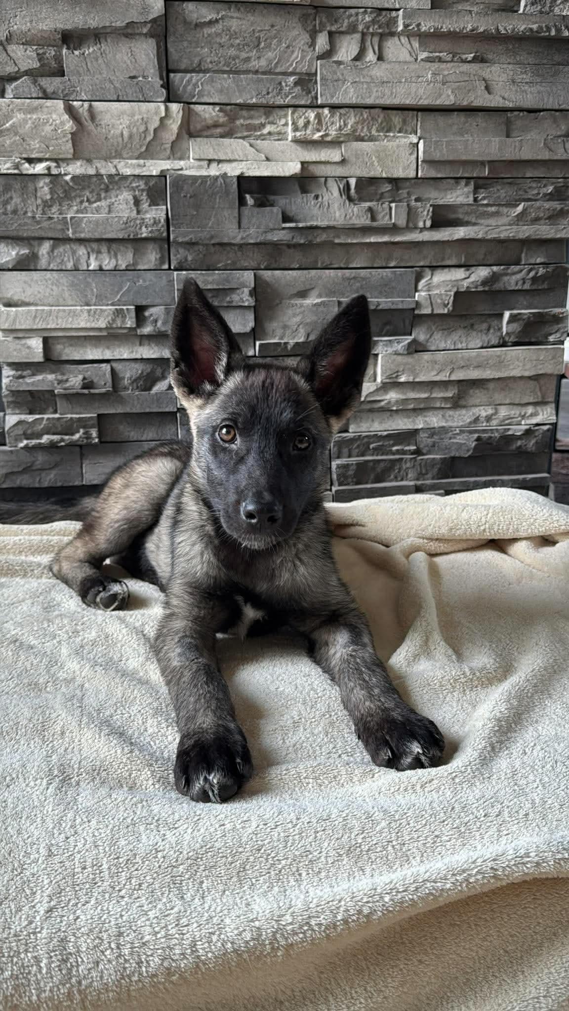 Enlarge Nobis, a Adopted mixed breed in Winnipeg, MB image 2/6