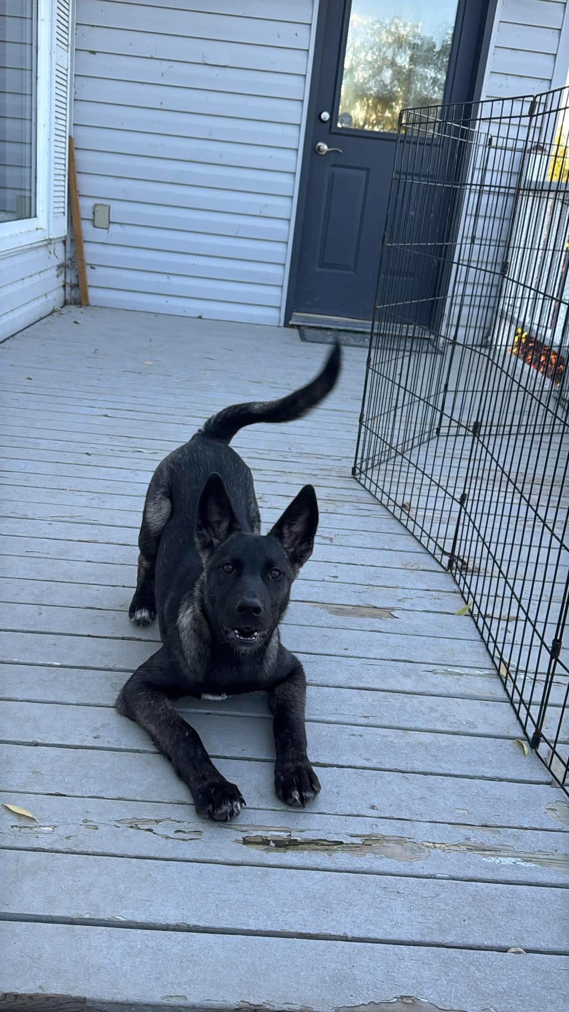 Enlarge Nobis, a Adopted mixed breed in Winnipeg, MB image 3/6