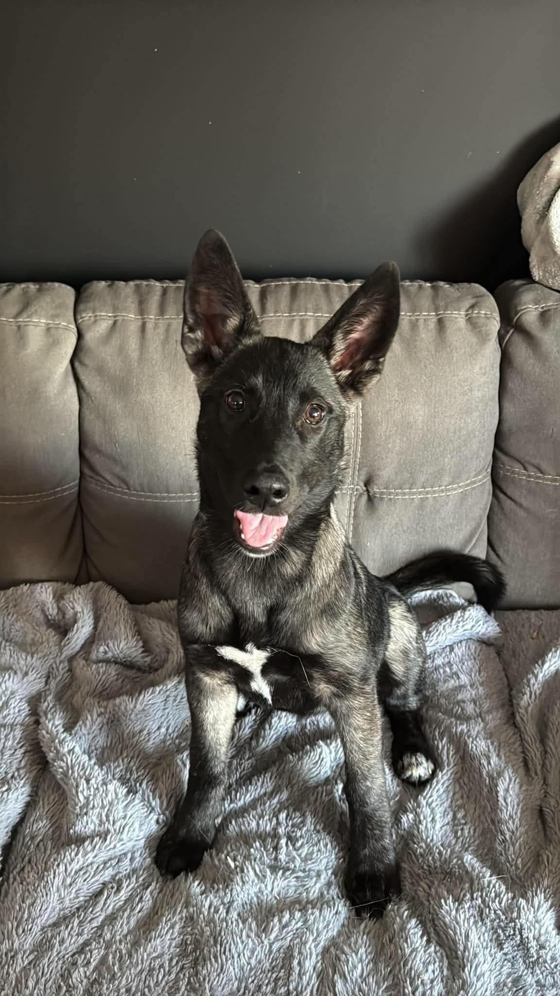 Enlarge Nobis, a Adopted mixed breed in Winnipeg, MB image 4/6