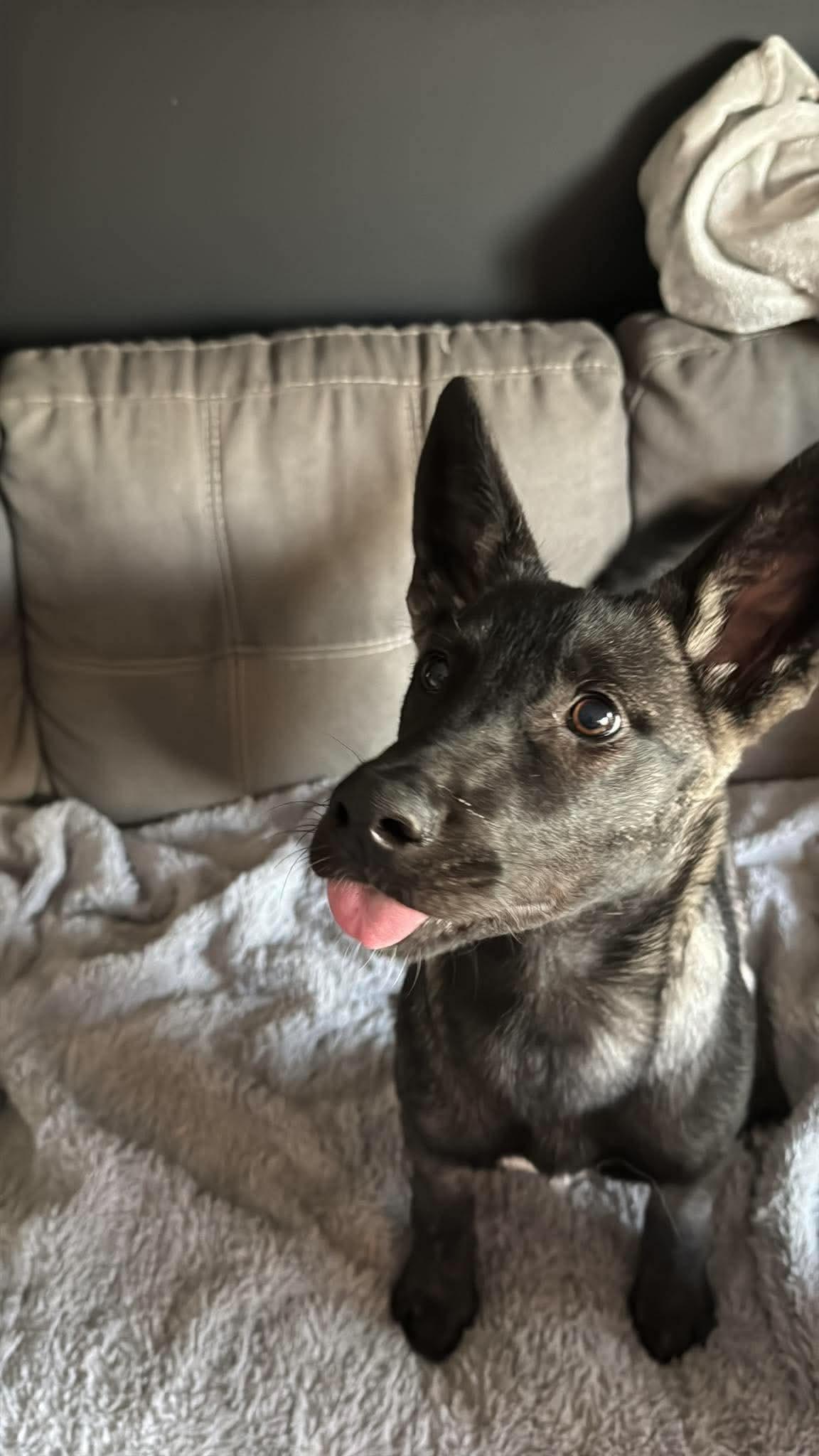 Enlarge Nobis, a Adopted mixed breed in Winnipeg, MB image 6/6