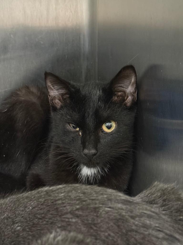 Enlarge Nimbus In Foster, a Adoptable mixed breed in Danielsville, GA image 2/2