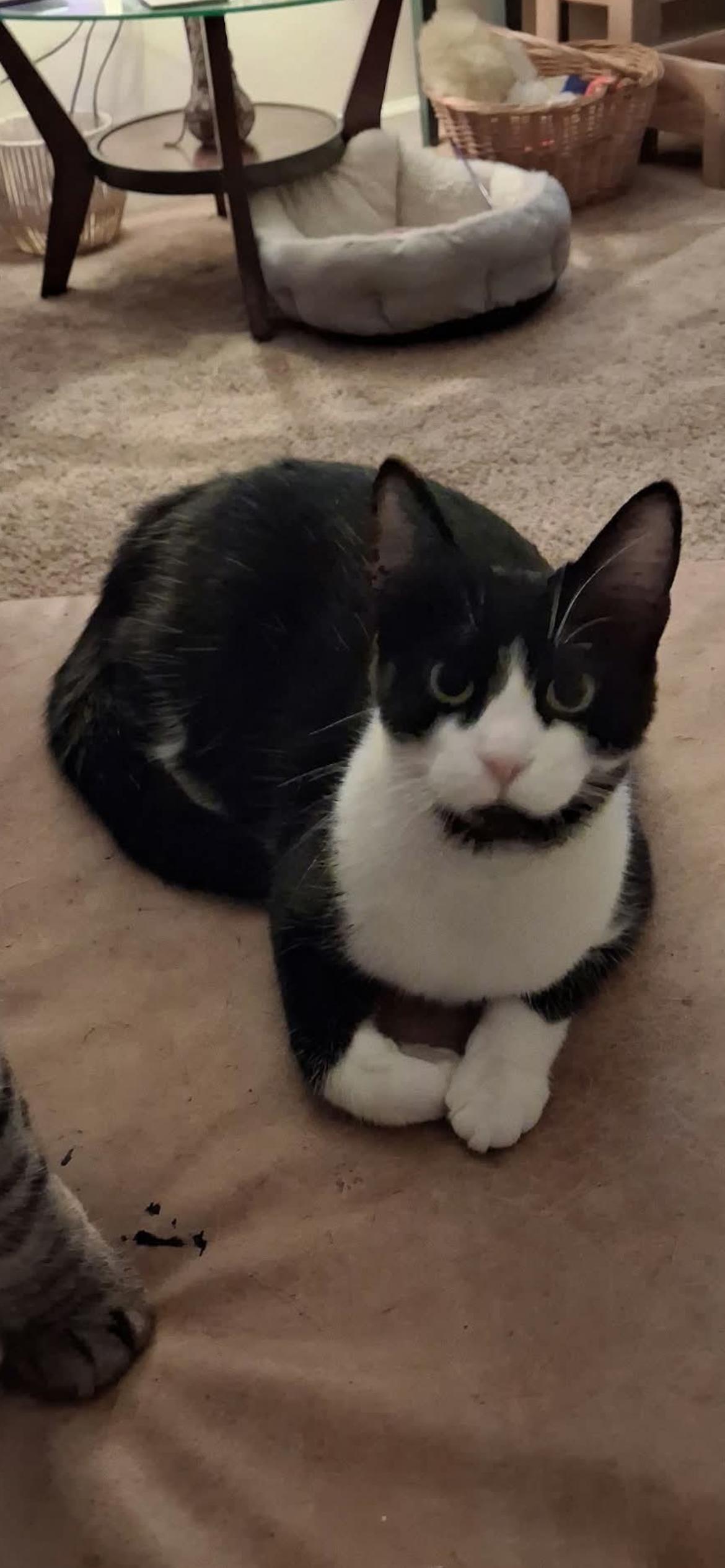 Enlarge Luna, a ADOPTABLE Domestic Short Hair in Connelly Springs, NC image 3/3