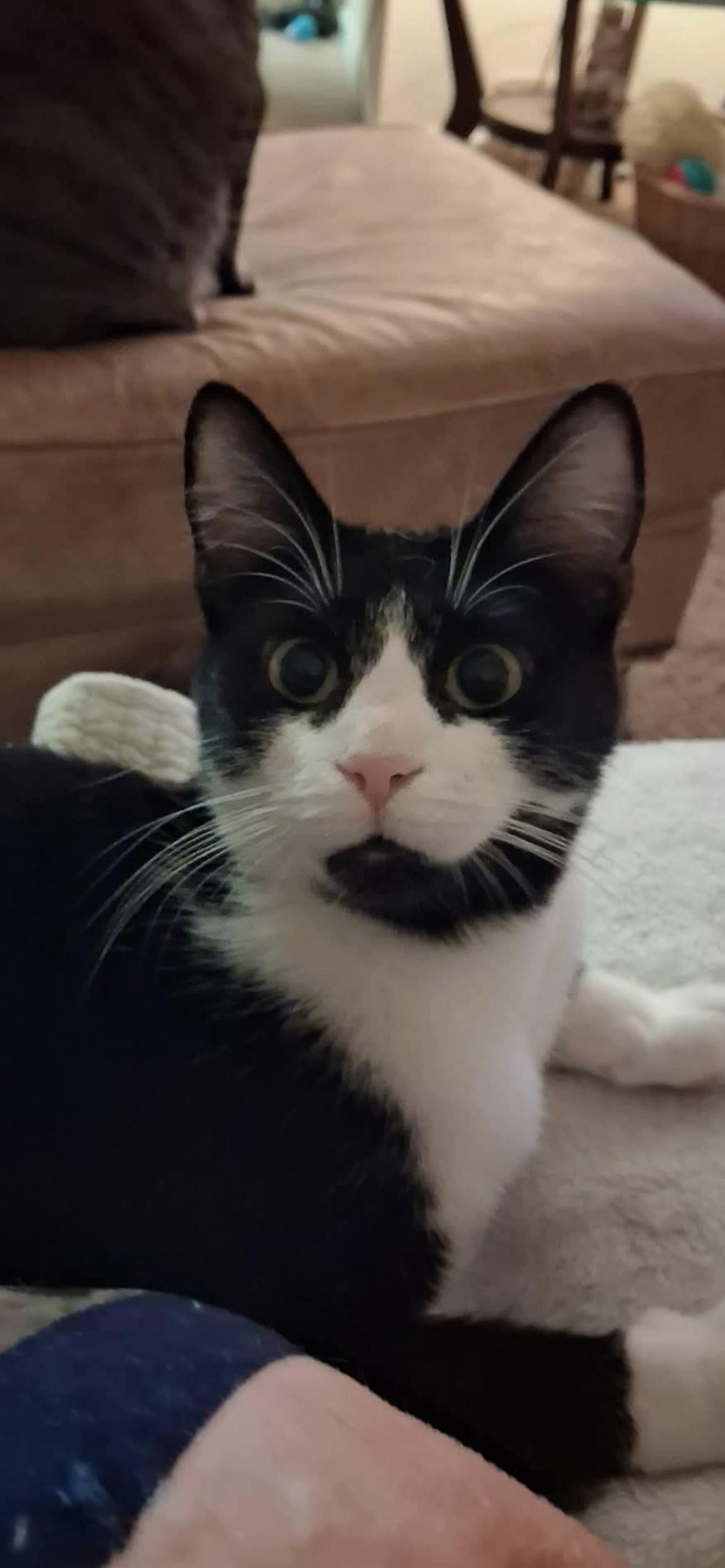 Enlarge Luna, a ADOPTABLE Domestic Short Hair in Connelly Springs, NC image 1/3