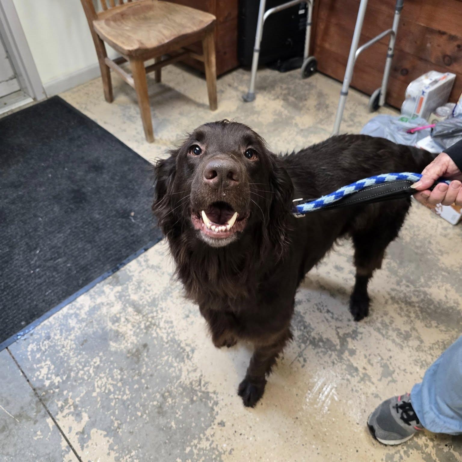 Enlarge Buford, an adopted mixed breed in Saint Marys, PA image 1/2