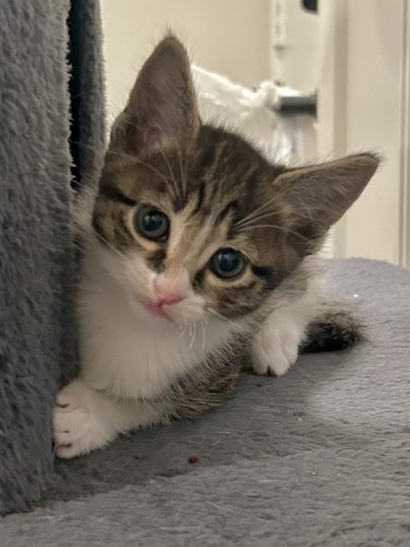 Enlarge Miso (aka Rudolph), a Adoptable Domestic Short Hair in Houston, TX image 3/6