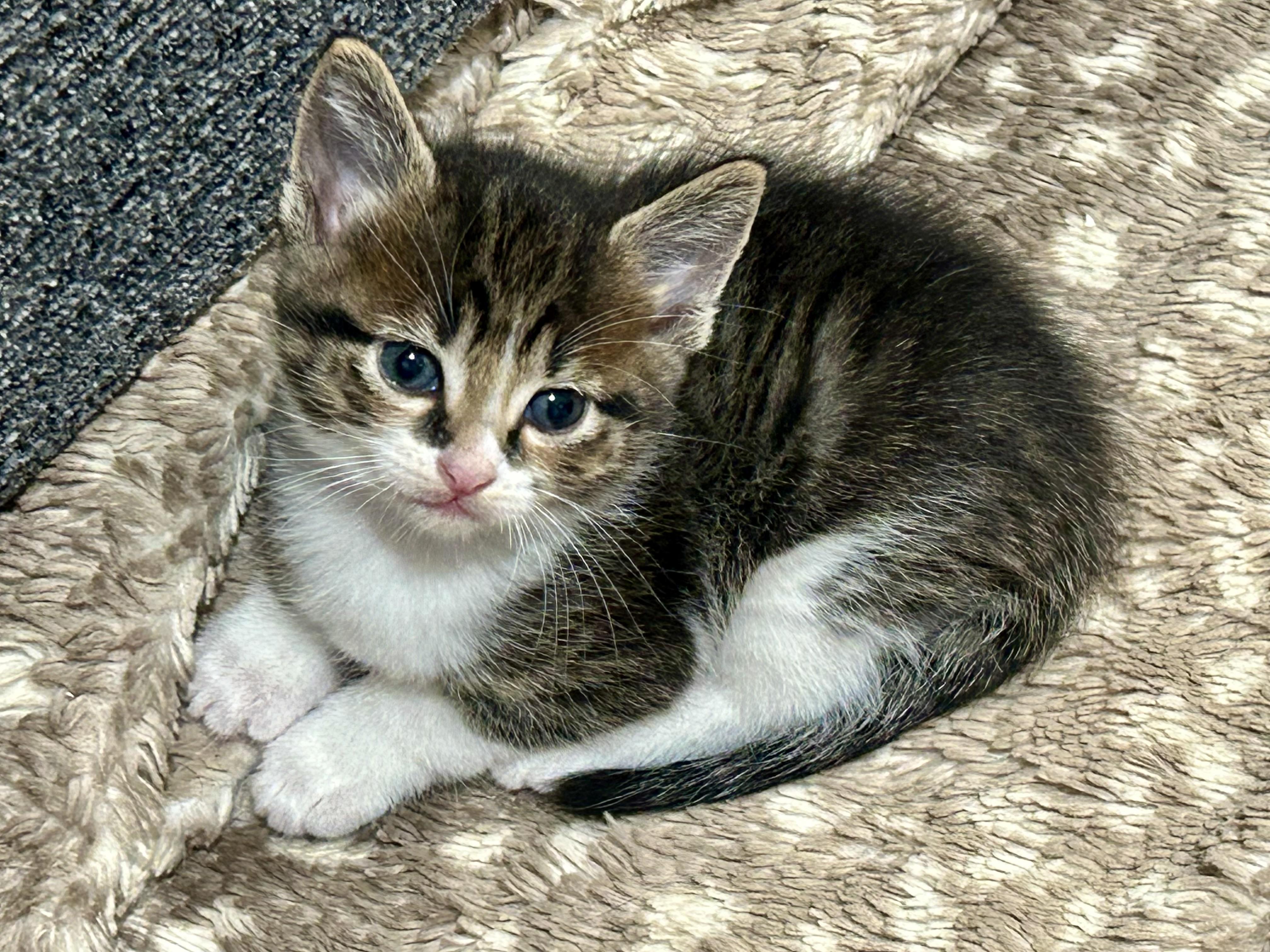 Miso (aka Rudolph), Adoptable, Kitten Female Domestic Short Hair.