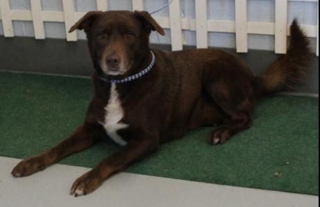 Enlarge Cappy (GREAT Family Companion), a ADOPTABLE mixed breed in Newfoundland, PA image 3/6