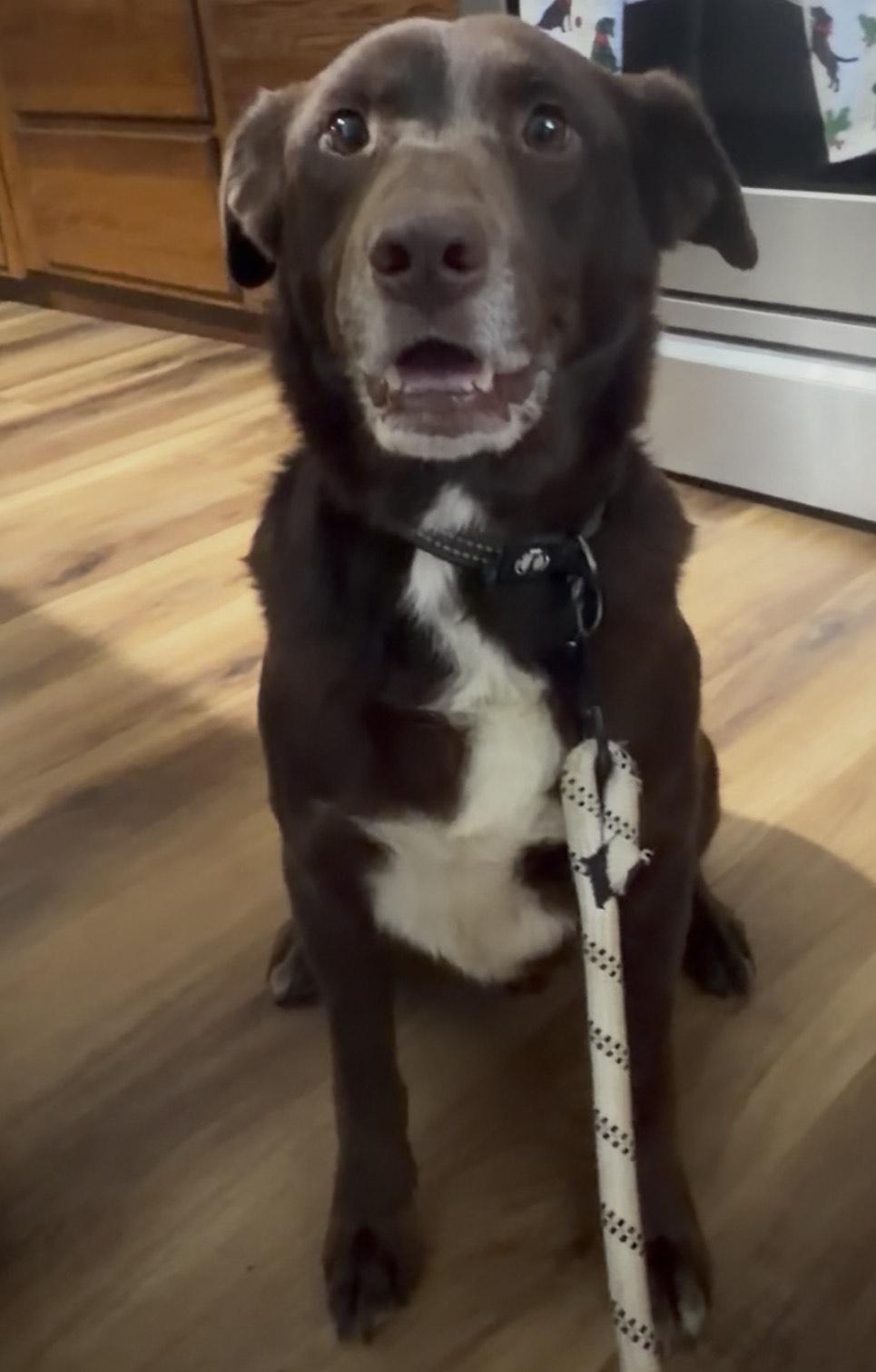 Enlarge Cappy (GREAT Family Companion), a ADOPTABLE mixed breed in Newfoundland, PA image 6/6