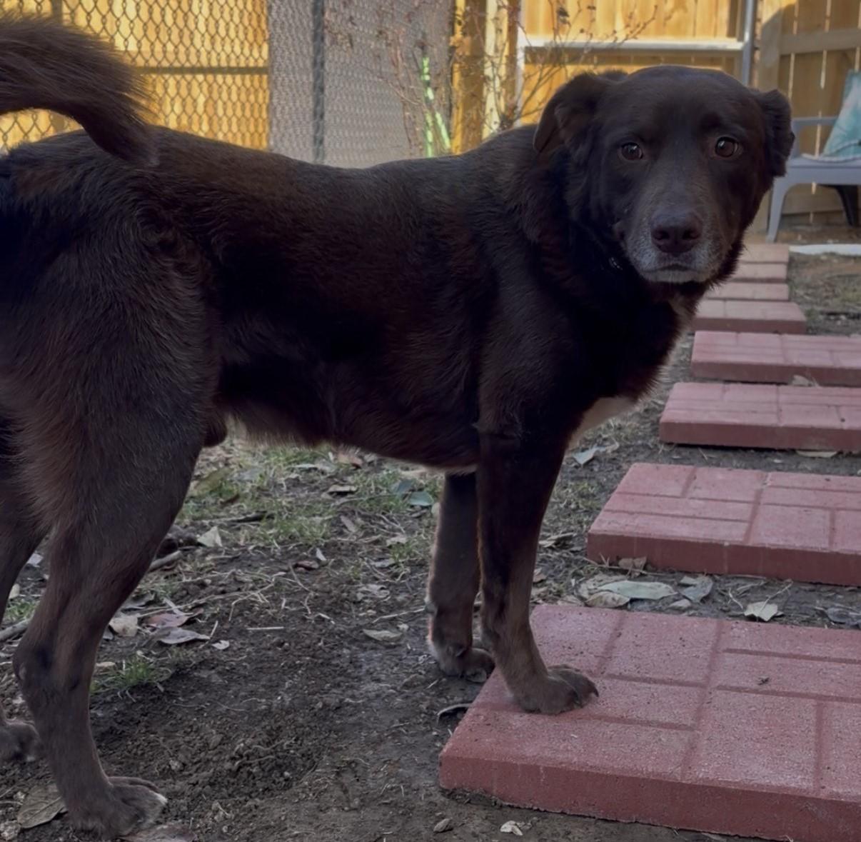 Enlarge Cappy (GREAT Family Companion), a ADOPTABLE mixed breed in Newfoundland, PA image 2/6