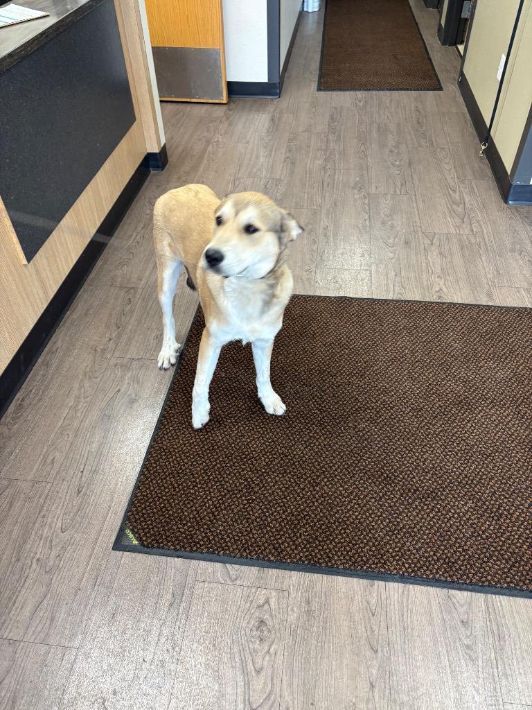 Enlarge Winter, a Adoptable mixed breed in Gillette, WY image 1/1