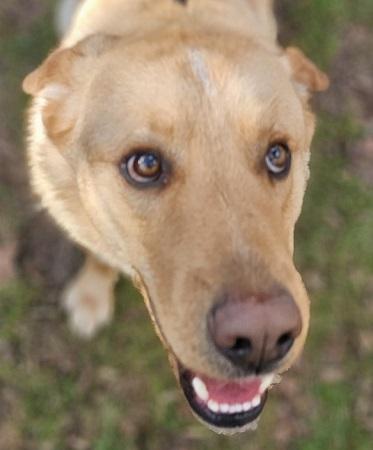Lake, too, Adopted, Young Male Golden Retriever & Yellow Labrador Retriever.