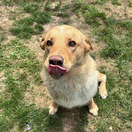 Enlarge Lake, too, a Adopted mixed breed in Capon Bridge, WV image 2/4