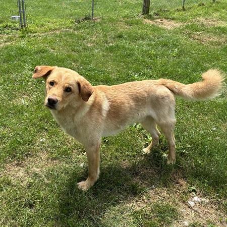 Enlarge Lake, too, a Adopted mixed breed in Capon Bridge, WV image 3/4