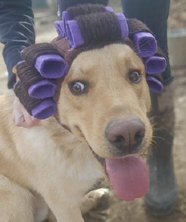 Enlarge Lake, too, a Adopted mixed breed in Capon Bridge, WV image 4/4