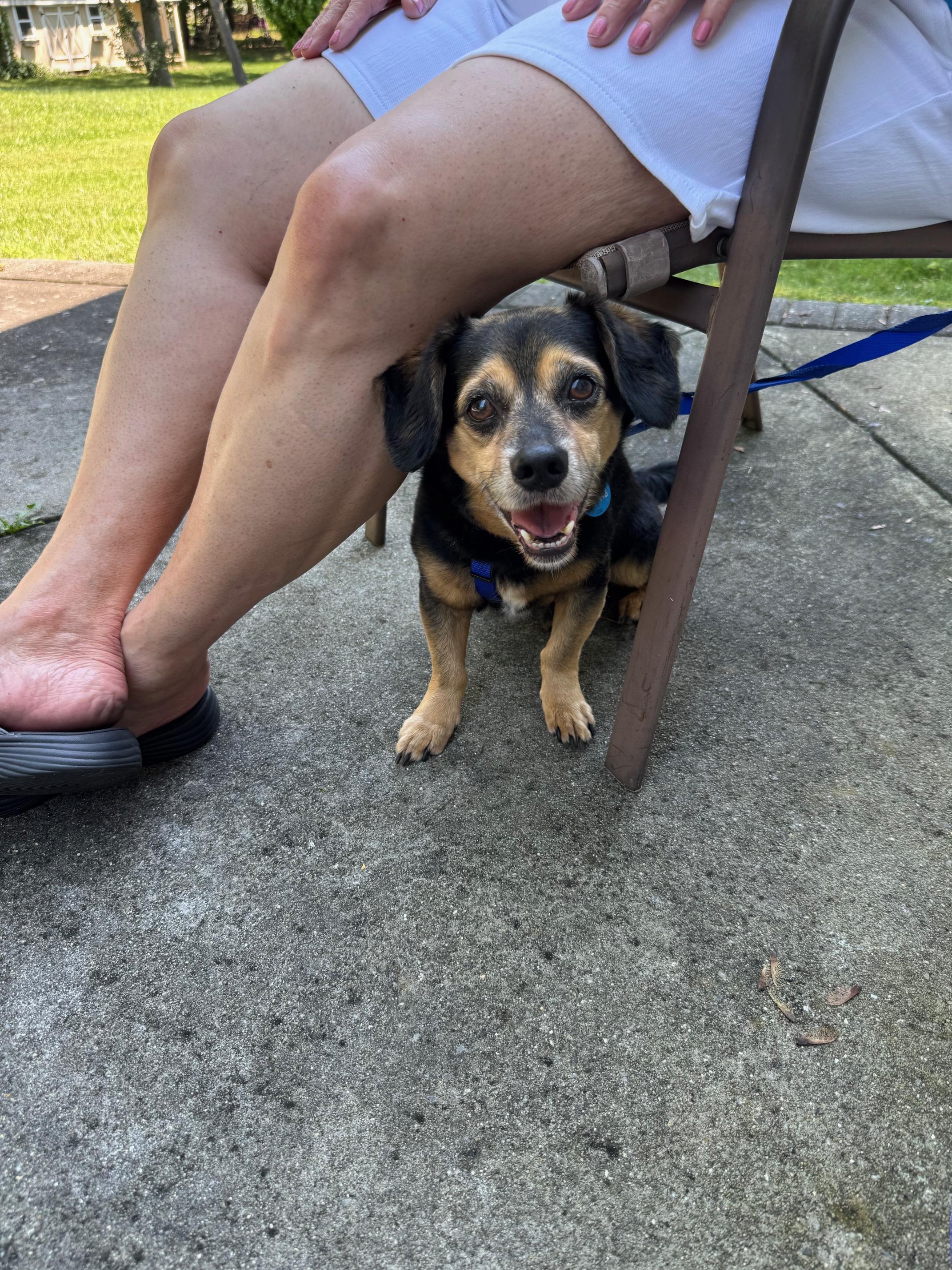 Theo, ADOPTABLE, Adult Male Mixed Breed.