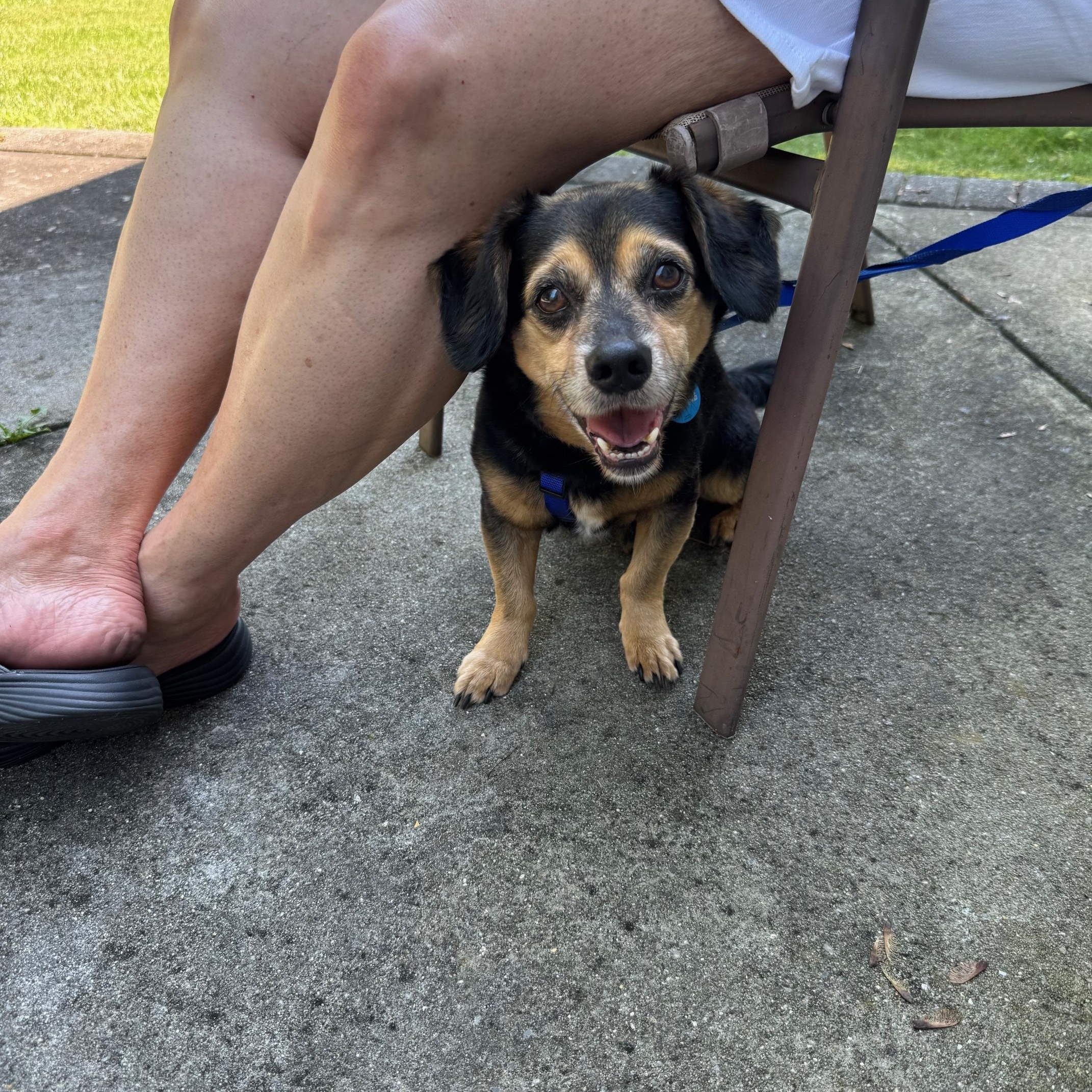 Enlarge Theo, a ADOPTABLE Mixed Breed in Glassboro, NJ image 2/3