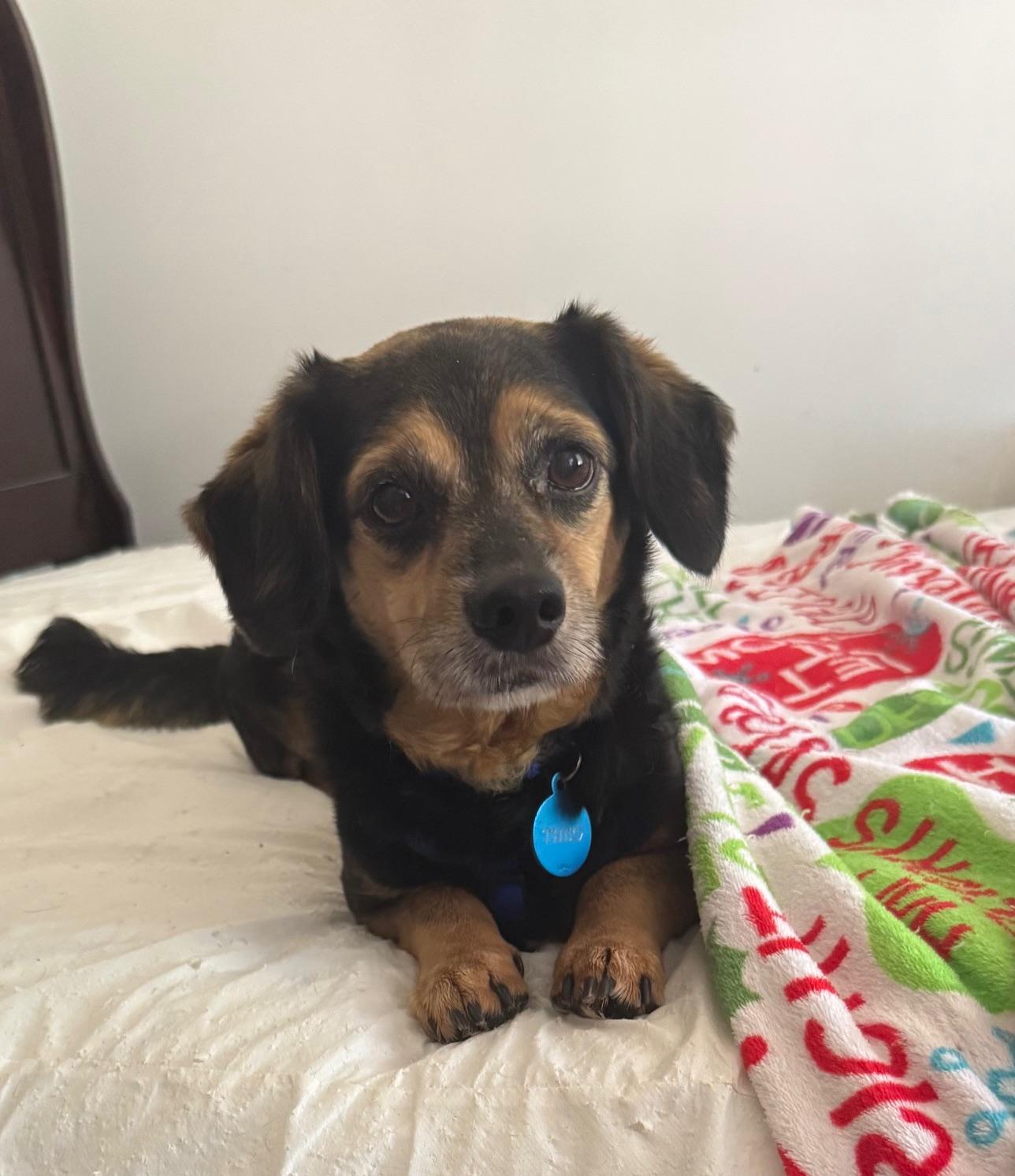 Theo, ADOPTABLE, Adult Male Mixed Breed.