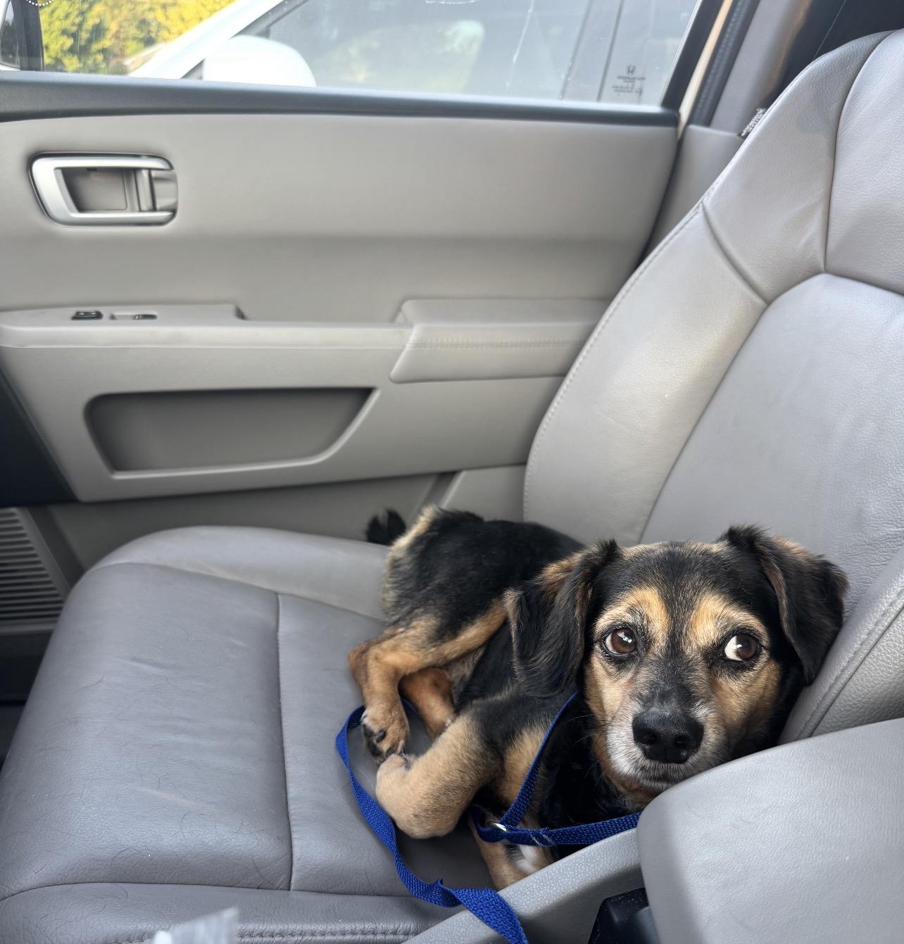 Enlarge Theo, a ADOPTABLE Mixed Breed in Glassboro, NJ image 3/3