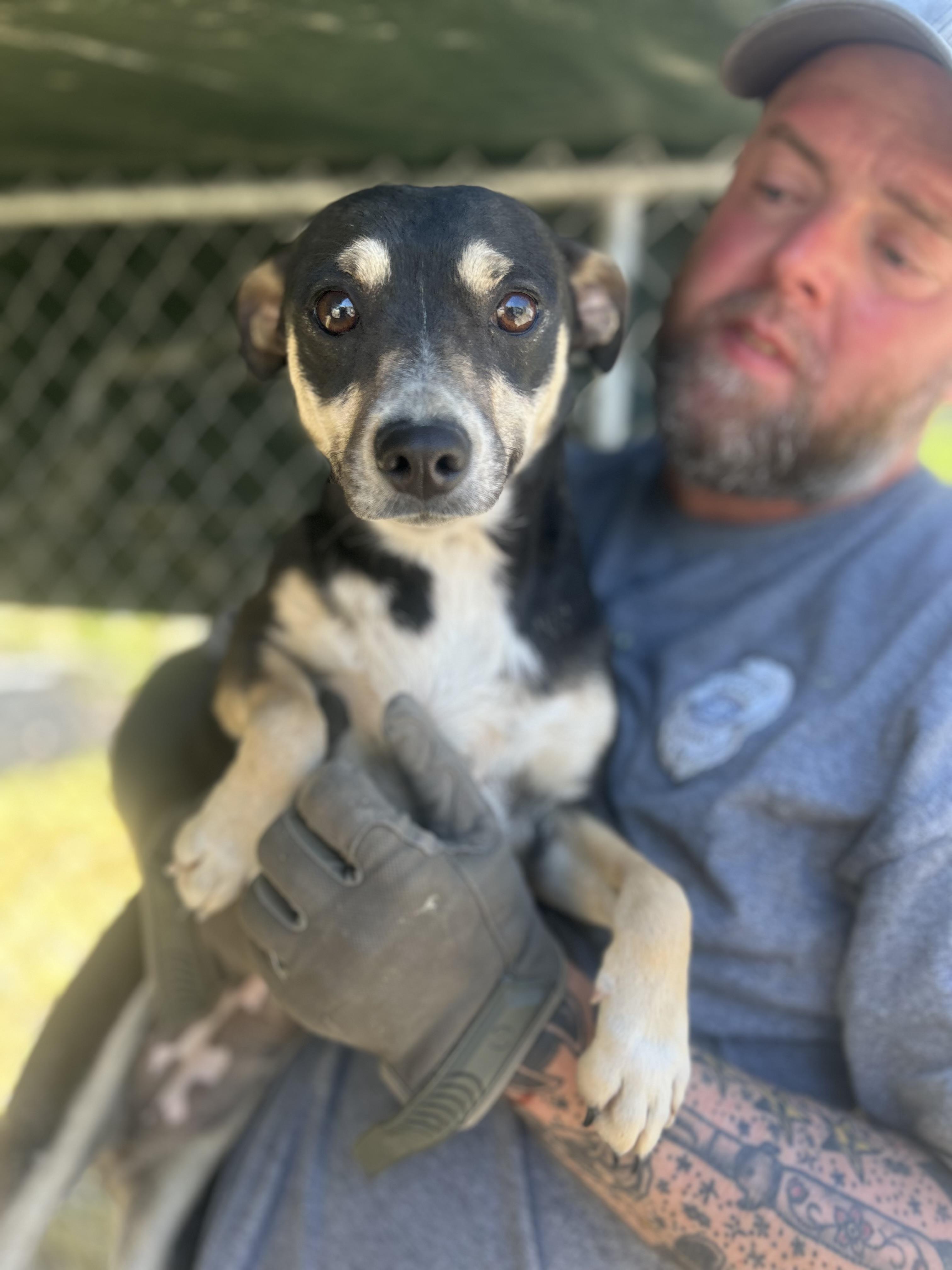 Enlarge Sporty, a ADOPTABLE mixed breed in Manchester, TN image 1/4