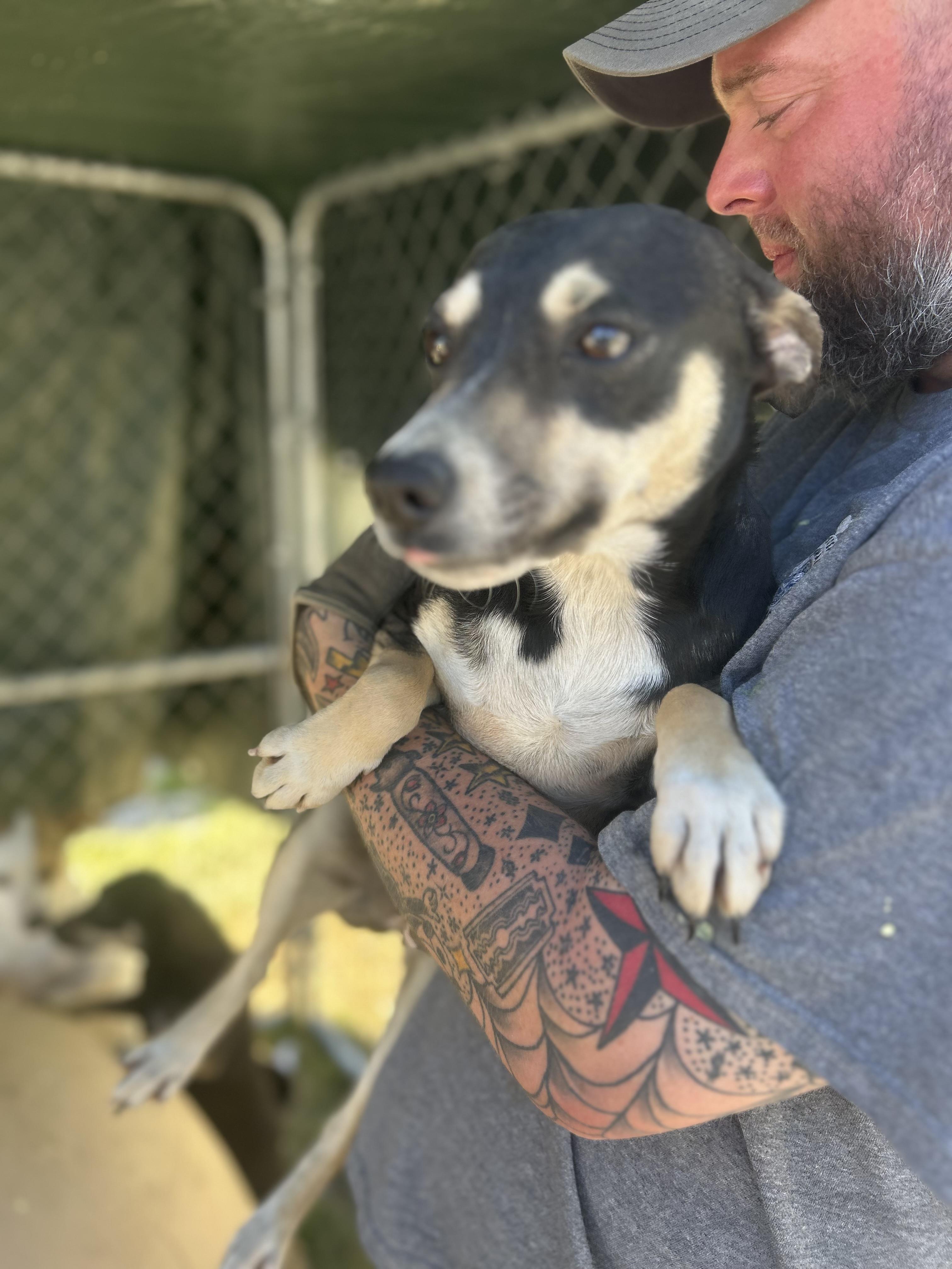 Enlarge Sporty, a ADOPTABLE mixed breed in Manchester, TN image 3/4