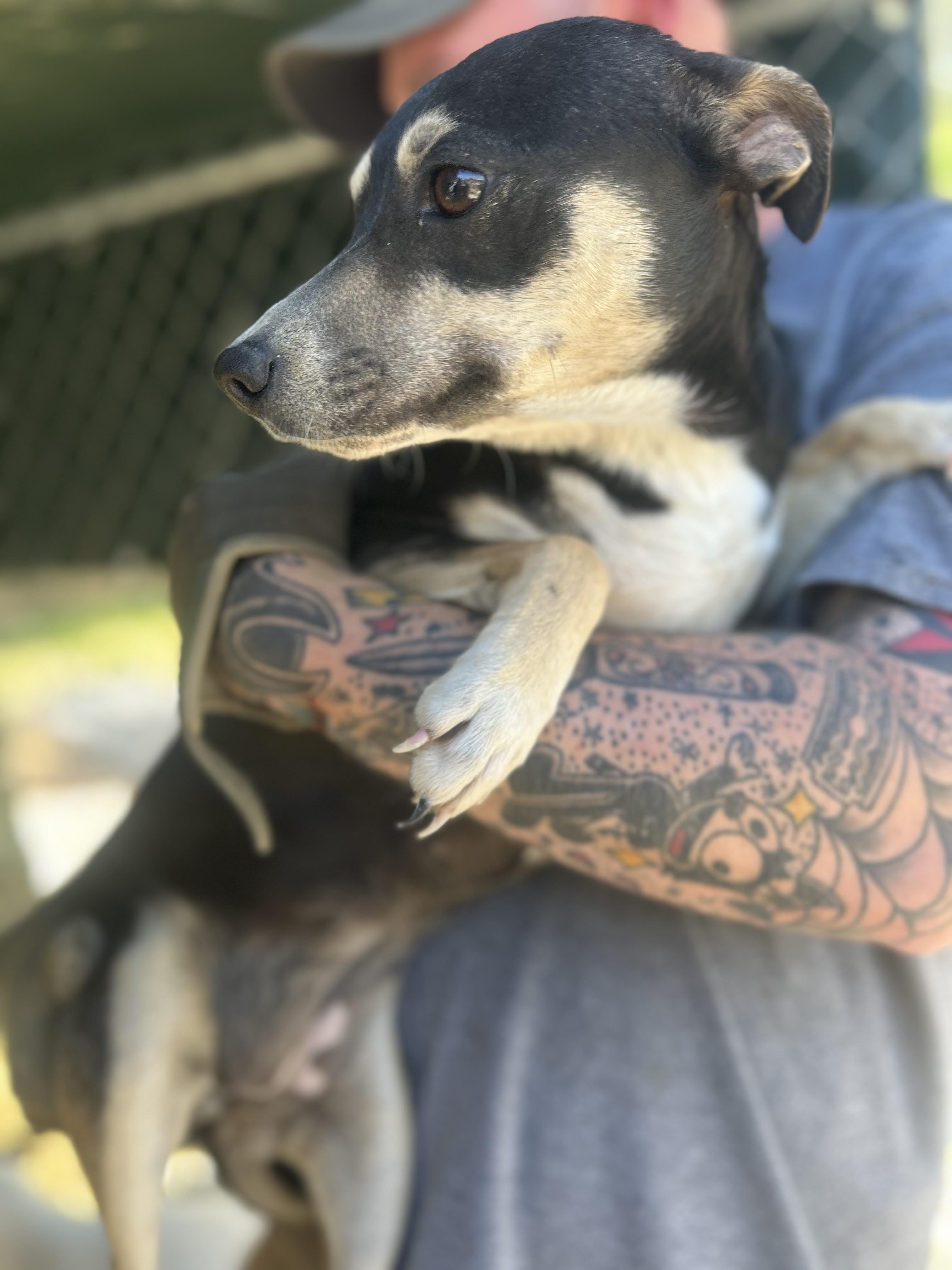 Enlarge Sporty, a ADOPTABLE mixed breed in Manchester, TN image 2/4