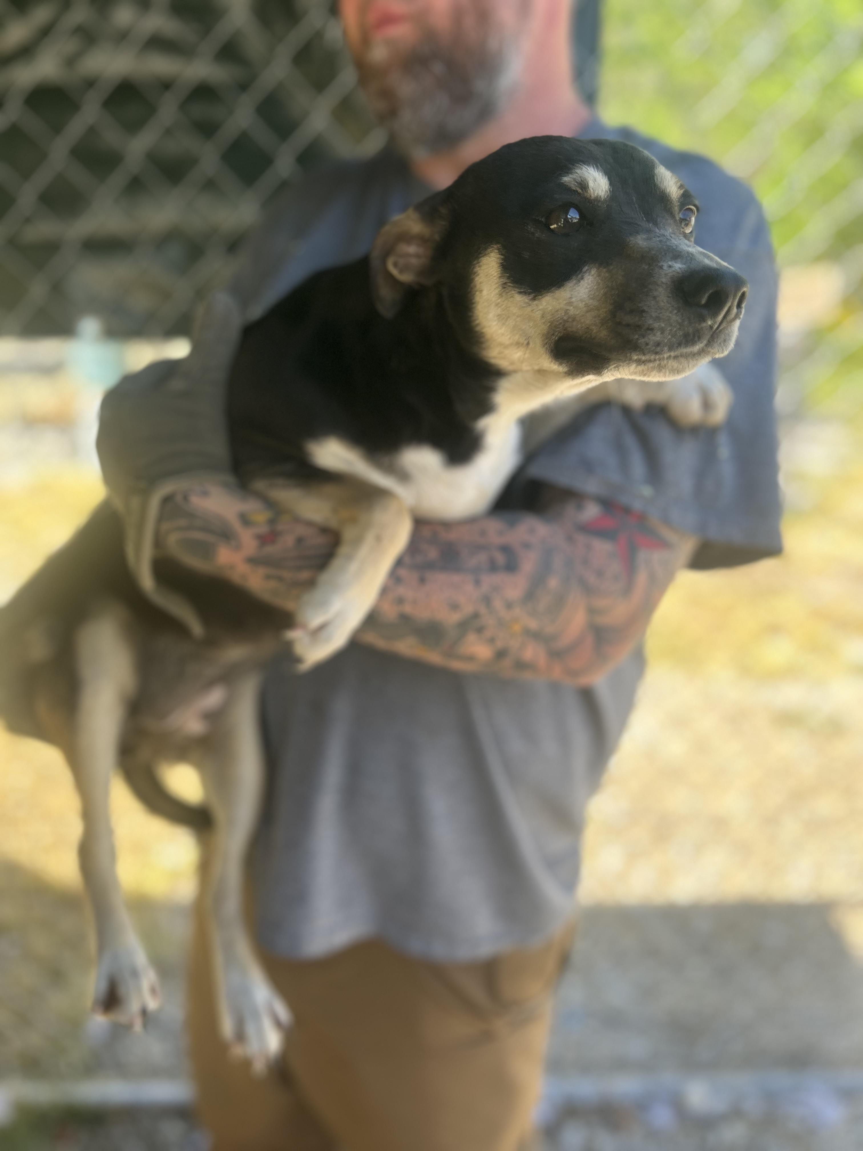 Enlarge Sporty, a ADOPTABLE mixed breed in Manchester, TN image 4/4