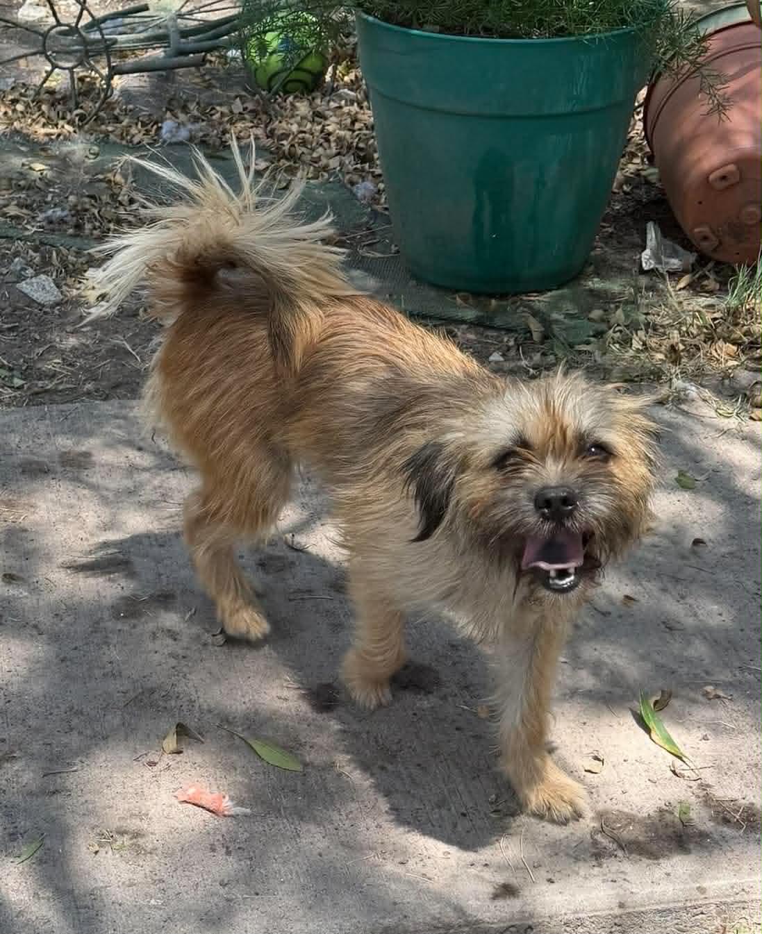 Enlarge Beatrice (Bernice), an adopted Terrier in Monticello, IN image 1/1