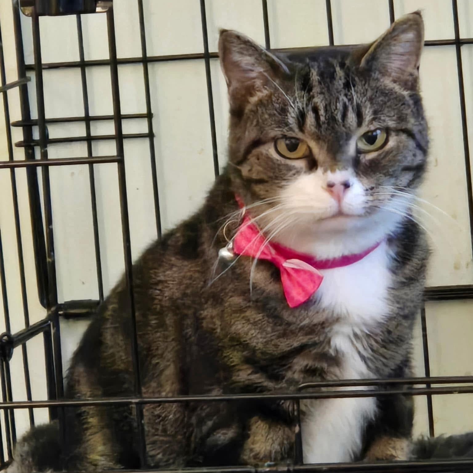 Matilda , ADOPTABLE, Adult Female Domestic Short Hair.