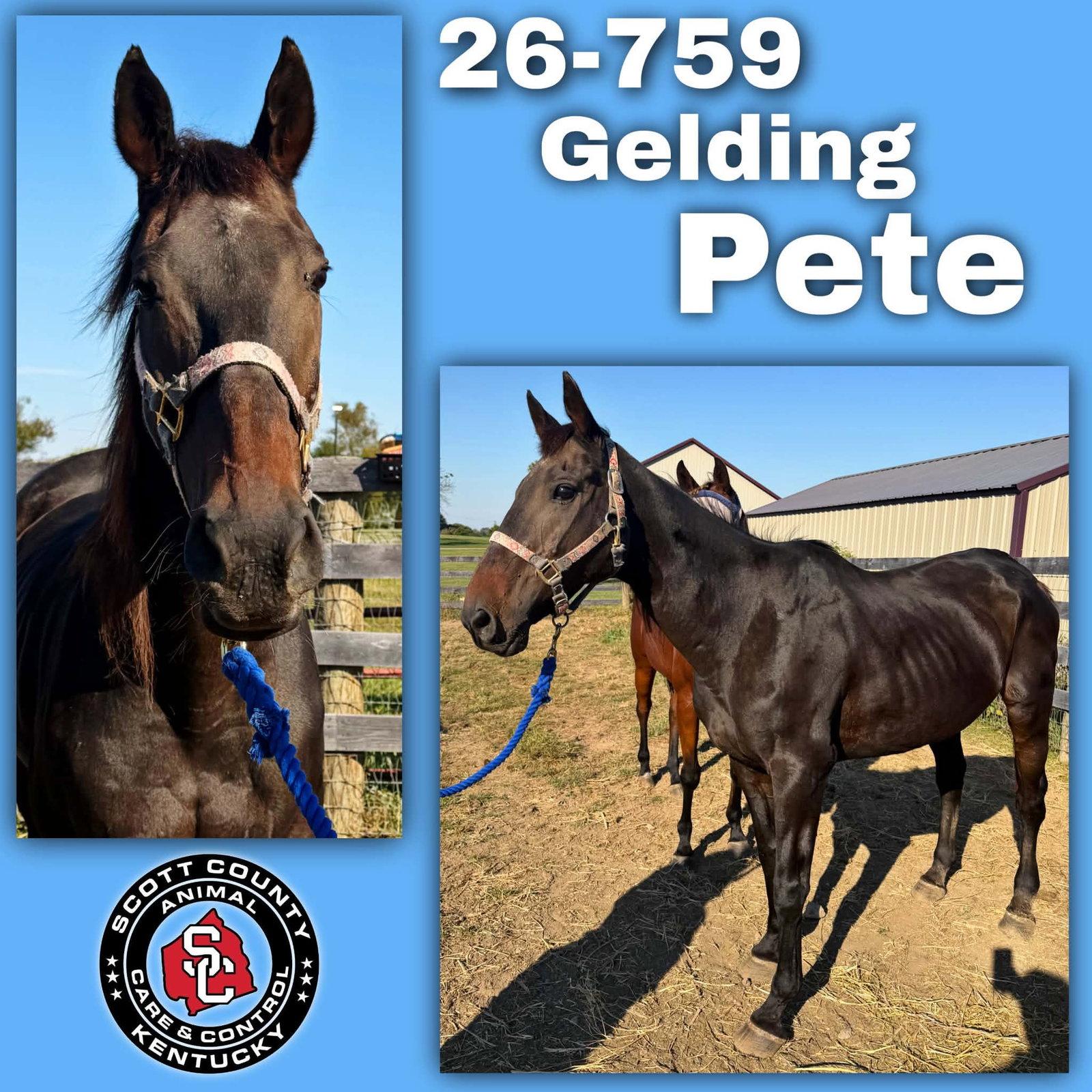 Enlarge Pete (Peak Ahead), a Adoptable Thoroughbred in Georgetown, KY image 1/1