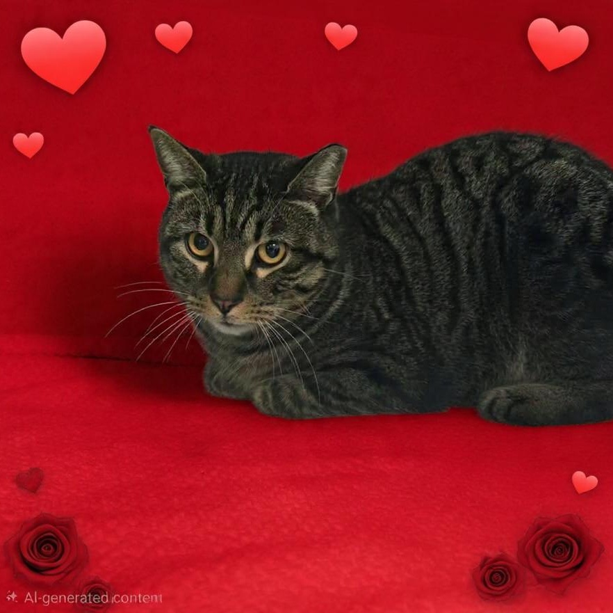 Valentine, ADOPTABLE, Adult Male Domestic Short Hair.
