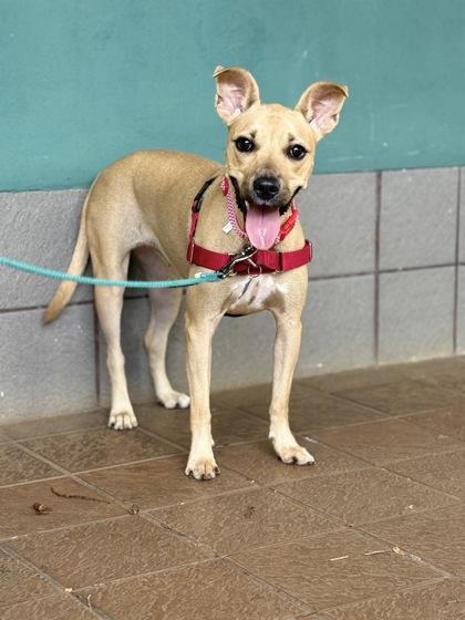 Patty, Adoptable, Adult Female Mixed Breed & Mixed Breed.