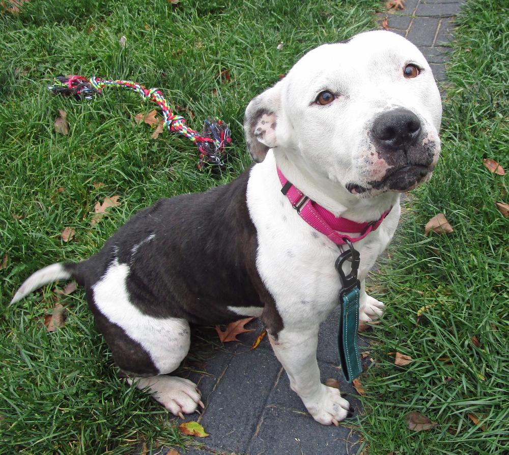 Norah, Adoptable, Adult Female Pit Bull Terrier.