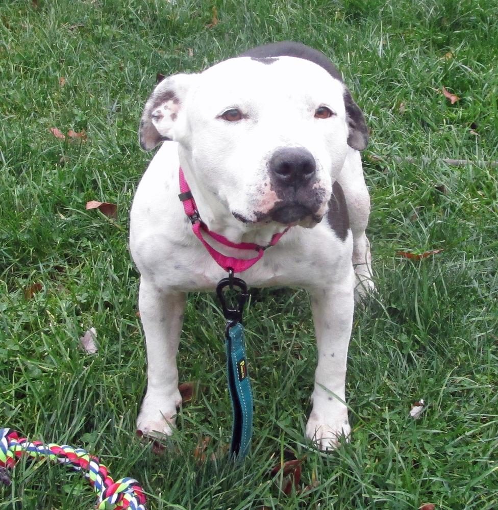 Enlarge Norah, a Adoptable mixed breed in Crown Point, IN image 2/6