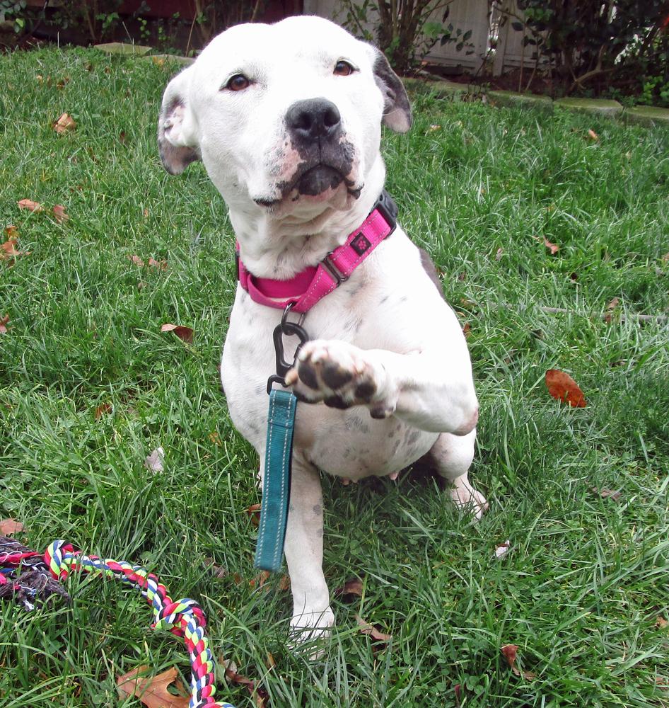 Enlarge Norah, a Adoptable mixed breed in Crown Point, IN image 3/6