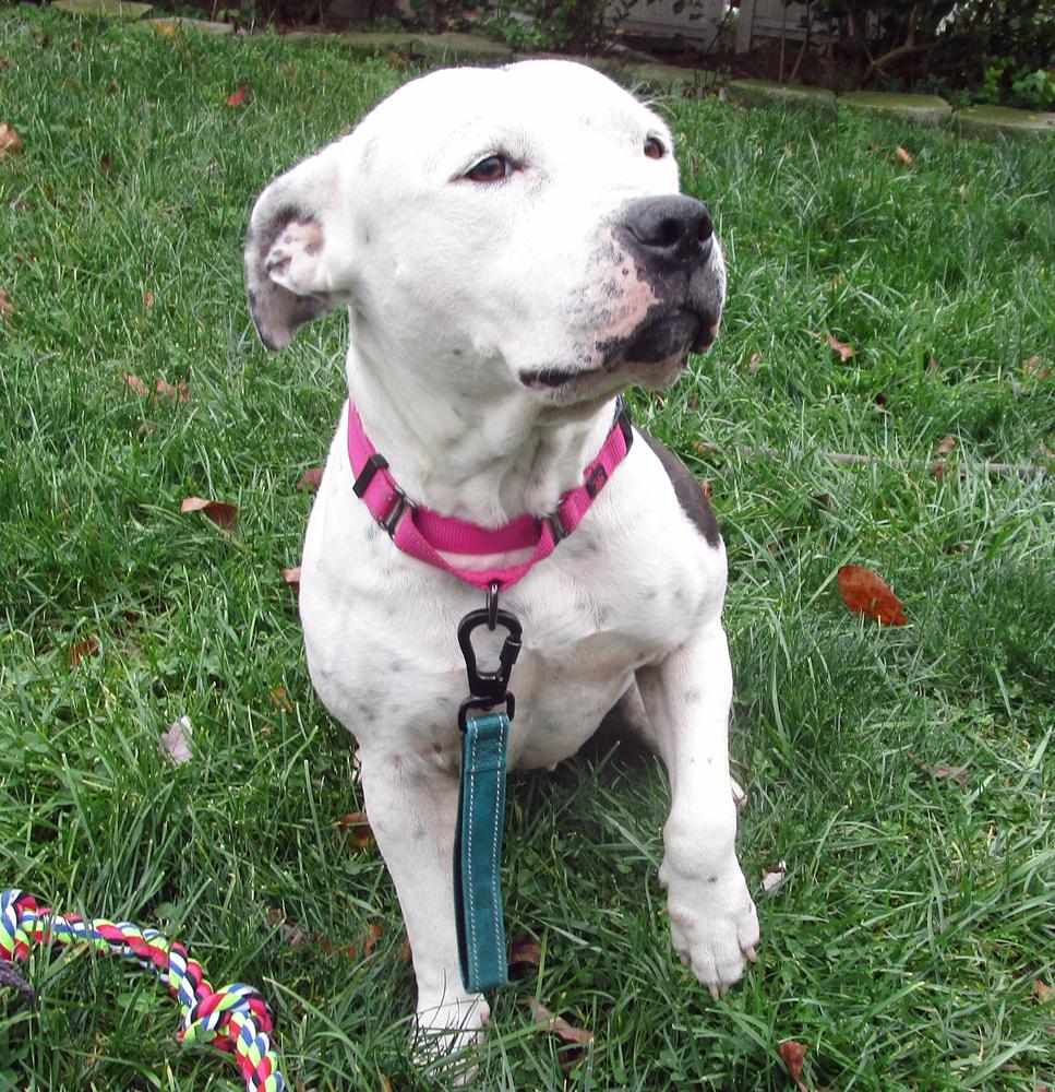 Enlarge Norah, a Adoptable mixed breed in Crown Point, IN image 4/6
