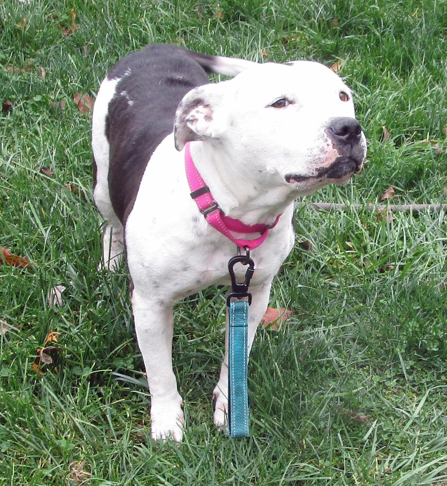 Enlarge Norah, a Adoptable mixed breed in Crown Point, IN image 5/6