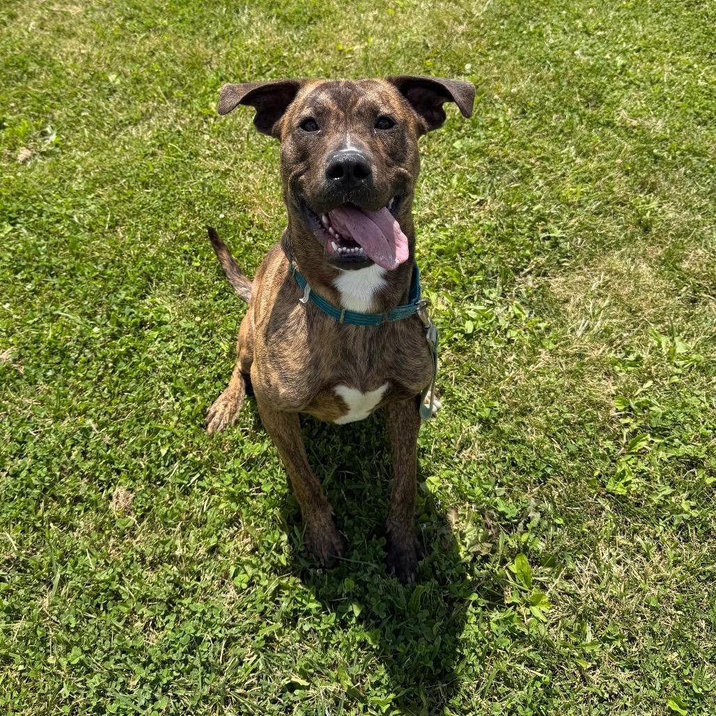 Milton, Adoptable, Adult Male Plott Hound & Mixed Breed.