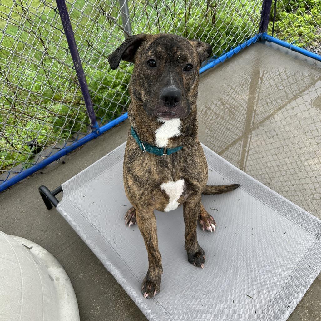 Enlarge Milton, a Adoptable mixed breed in Uniontown, PA image 2/3