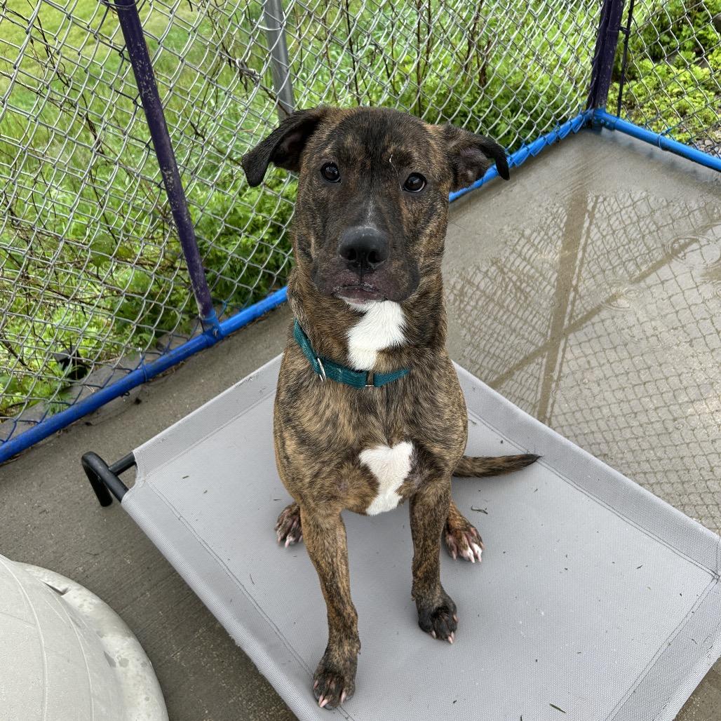 Enlarge Milton, a Adoptable mixed breed in Uniontown, PA image 3/3