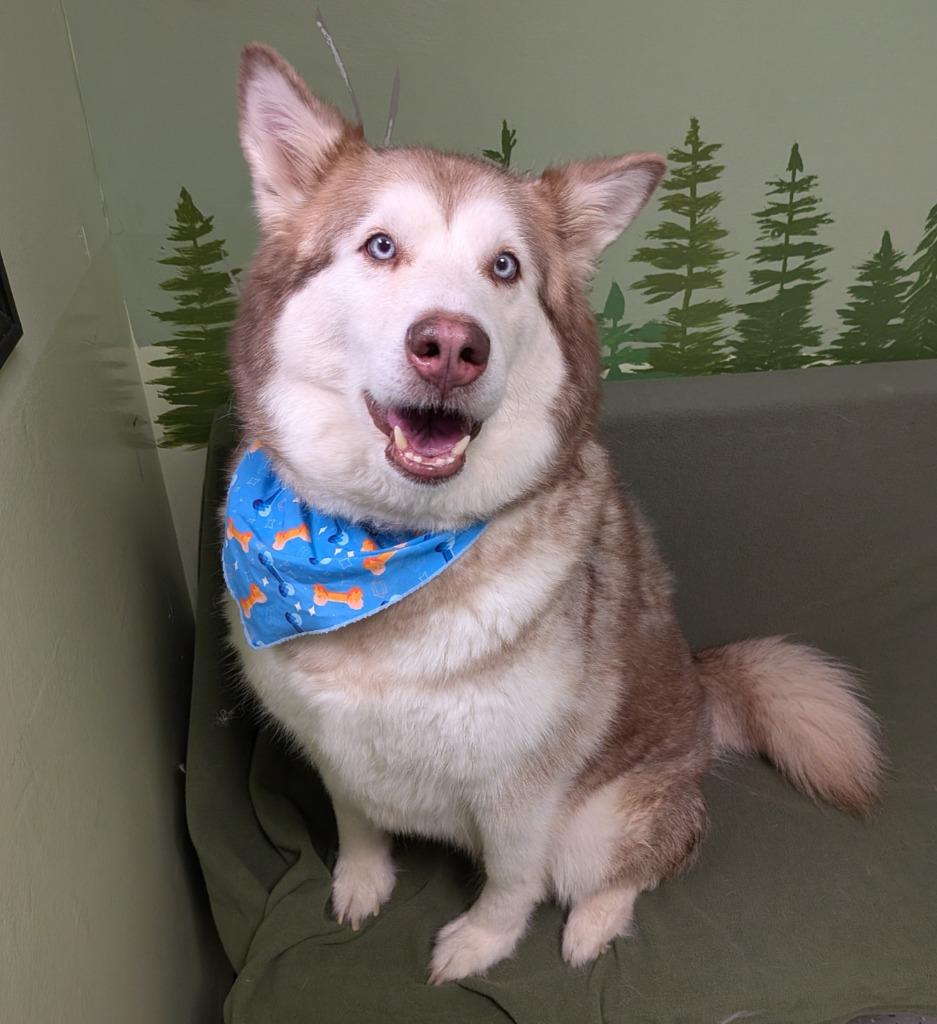 Enlarge Nala, a Adoptable Husky in Logan, UT image 3/3