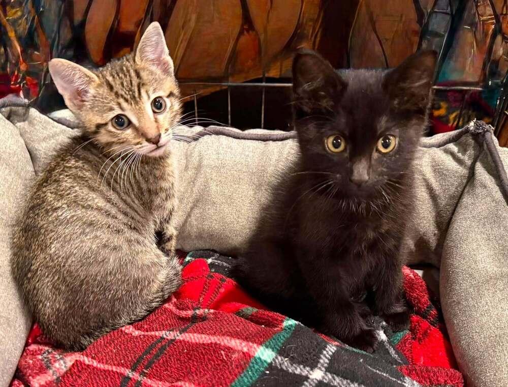 Echo, Adoptable, Kitten Male Domestic Short Hair.