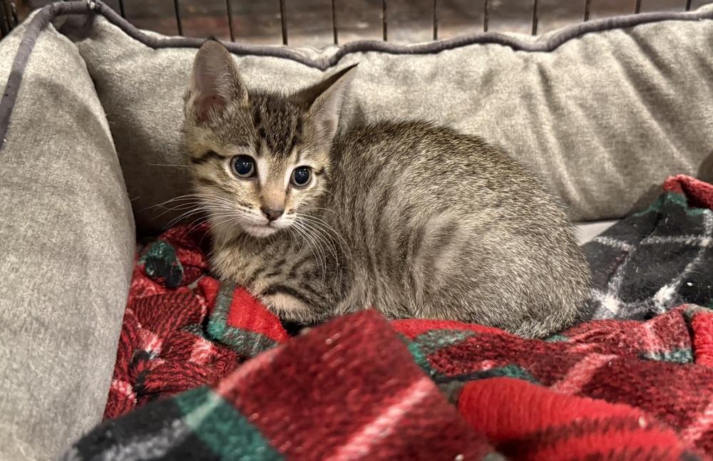 Echo, a Adoptable Domestic Short Hair in Emporia, KS image 2/2