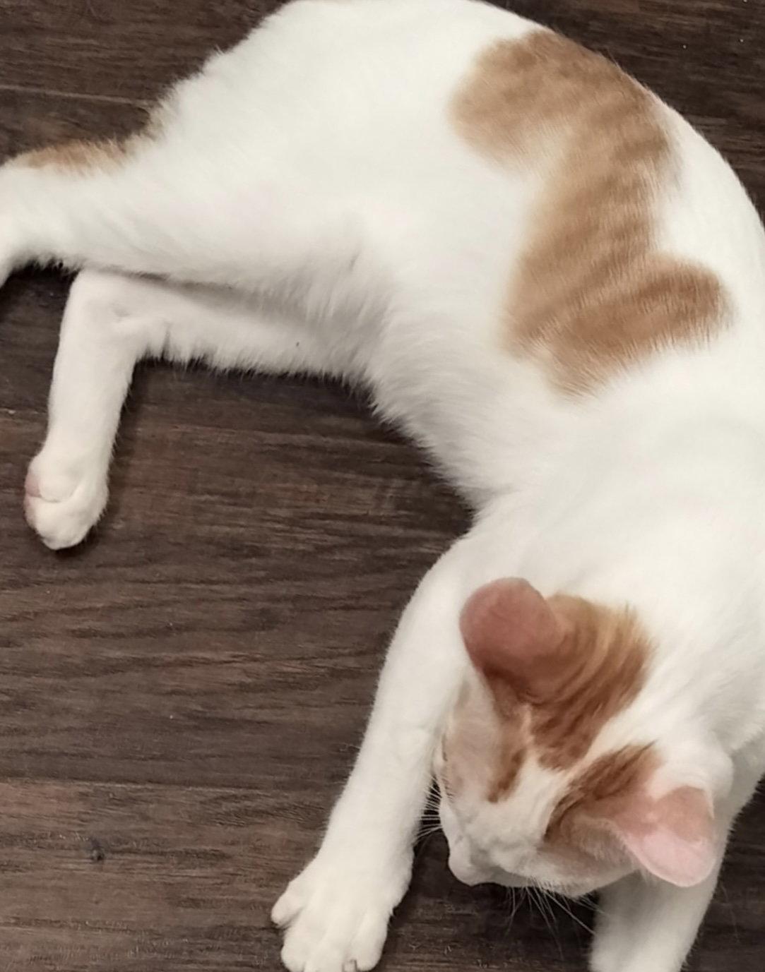 Enlarge Ziggy J., a Adopted Domestic Short Hair in Frisco, TX image 1/3