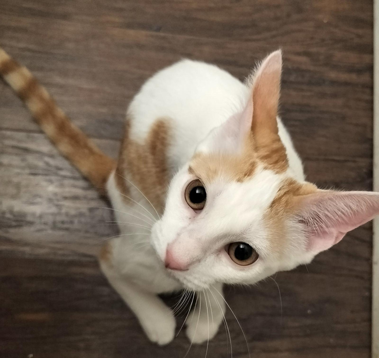 Enlarge Ziggy J., a Adopted Domestic Short Hair in Frisco, TX image 2/3