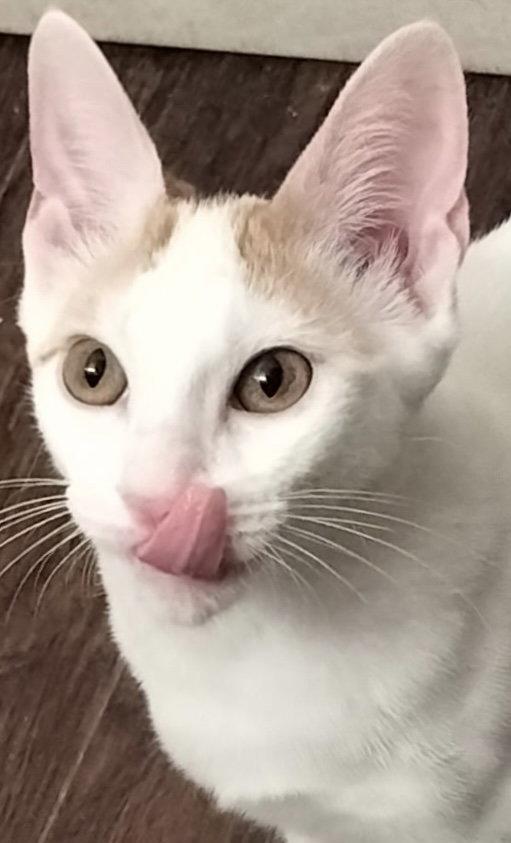 Enlarge Ziggy J., a Adopted Domestic Short Hair in Frisco, TX image 3/3