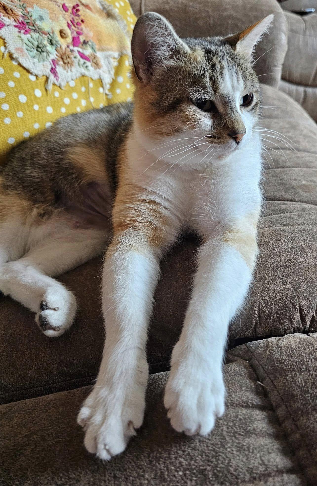 Enlarge Marshmallow, an adopted Calico in Beckley, WV image 4/4