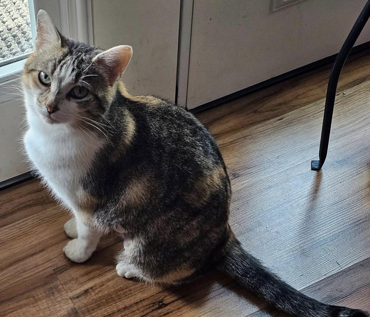 Enlarge Marshmallow, an adopted Calico in Beckley, WV image 1/4